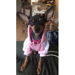 Bluza ADIDOG ubranko dla psa kolor RÓŻOWY