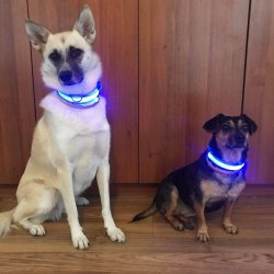Swiecąca obroża dla psa LED - kolor BŁĘKITNY